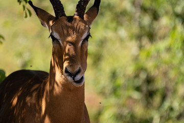Antilope