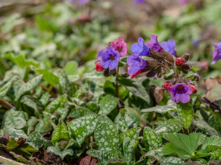 Pulmonaria flowers of different shades of violet in one inflorescence. The first spring flowers. Pulmonaria officinalis.