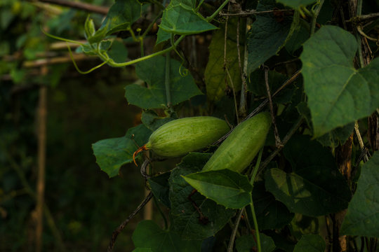 Trichosanthes dioica, also known as pointed gourd. It is a vegetable and plant with leaves in the field.
