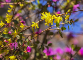 Yellow Forsythia koreana flowers in the garden at the middle of sunny spring