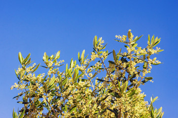 Obraz premium Springtime. Branches of olive tree with leaves and flowers against blue sky