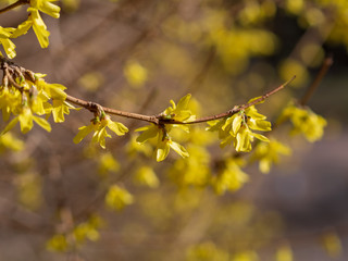 Yellow Forsythia koreana flowers in the garden at the middle of sunny spring