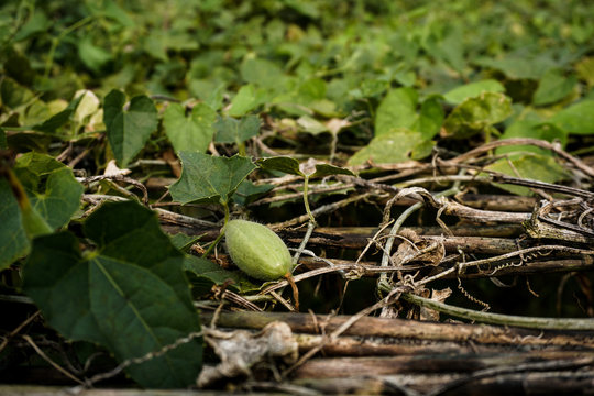 Trichosanthes dioica, also known as pointed gourd. It is a vegetable and plant with leaves in the field.