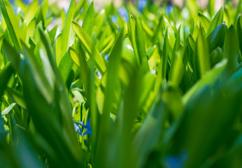 Green grass background texture. Field of fresh green grass texture as a background, top view, horizontal. Artificial green grass texture for background.