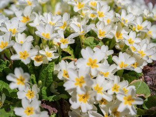 Primula, or primrose Bloom in early spring. Primrose Primula Vulgaris. White Country Garden Primula Flowers