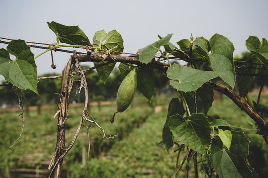 Trichosanthes dioica, also known as pointed gourd. It is a vegetable and plant with leaves in the field.