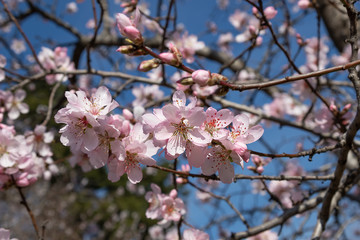 flowers of fruit trees on a background of blue sky. Branches of flowering trees
