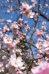 Branches of flowering trees and a branch with buds of fruit trees on a background of blue sky.Spring background. 