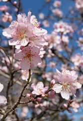 flowers of fruit trees on a background of blue sky. Branches of flowering trees