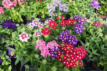 verbena flower of varied color in the garden