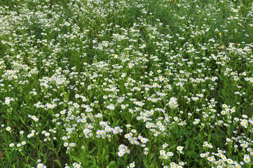 Obraz na płótnie Canvas In the meadow, blooms in the wild Erigeron annuus
