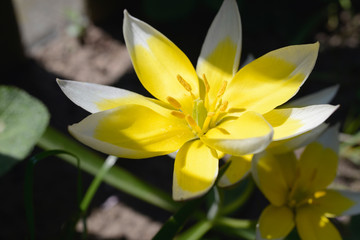 Persische Tulpe, Bergtulpe