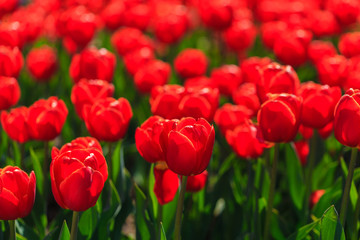 Closeup of red-orange tulips flowers with green leaves in the park outdoor. beautiful flowers in spring