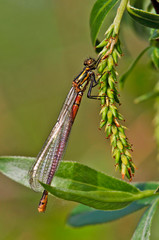Braune Libelle