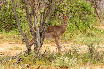 Antilope
