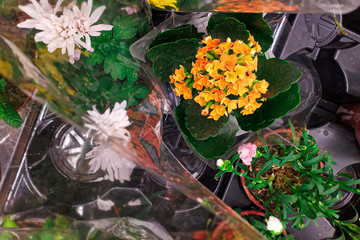 Fototapeta na wymiar Festive beautiful fresh flowers in bouquets and pots in store, sale.