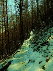 滝子山の山道