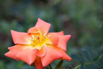 Orange rose in the garden