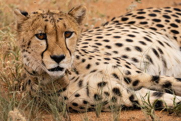 Gepard