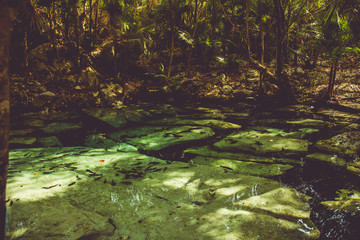 Mayan Cenote, Mexican Jungle Vegetation
