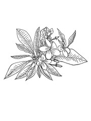 Adult coloring  books. New  Tropical flower, contour drawing. Coloring. Sprig Floral set (flowers and leaves). Isolated over white background. Hand-drawn.