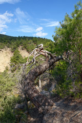 Pine and juniper trees on Sokol mountain in Crimea, Russia.
