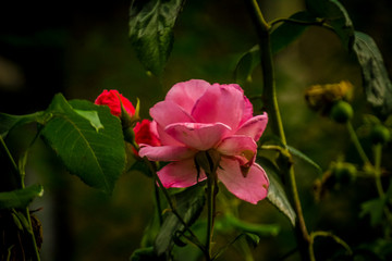 Dortmund Zechensiedlung Stilleben 