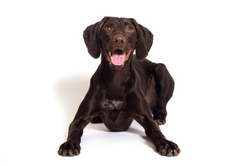 Fototapeta premium dog watching a breed of Kurzhaar on a white background