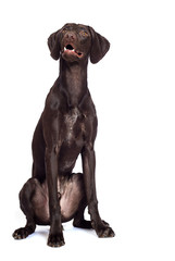 Fototapeta premium dog watching a breed of Kurzhaar on a white background