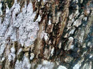 Close up wooden natural texture background. Old wood texture for add text, quotes or work design...