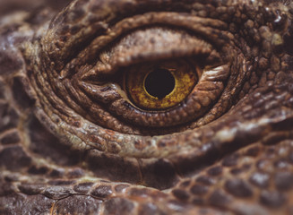 Macro Close up of an Iguana eye, Iguana is a genus of herbivorous lizards that are native to tropical areas of Mexico, Central America, South America, and the Caribbean