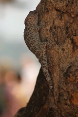 Cambodia, Siem Reap, Angkor Wat