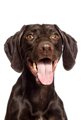 dog watching a breed of Kurzhaar on a white background