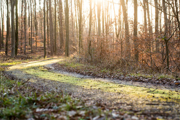 Obraz premium Waldweg im Winter 