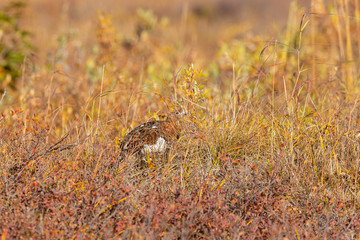 Willow Ptarmigan in Fall Plummage in Alaska