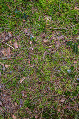 Waldboden Moos Laub