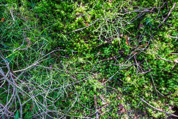 Fototapeta premium Waldboden Moos Laub