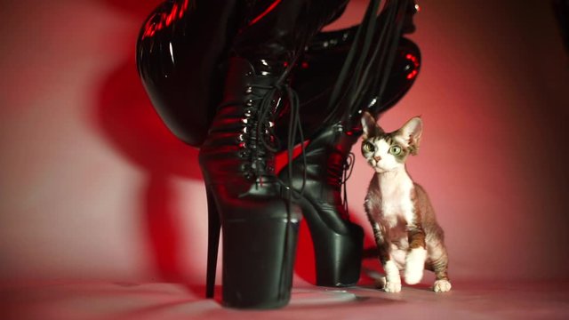 A woman in a black latex suit in high heels while squatting is playing with a cat. The concept of domination of women.