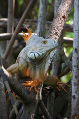 iguana on branch