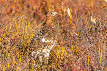 Willow Ptarmigan in Fall Plummage in Alaska