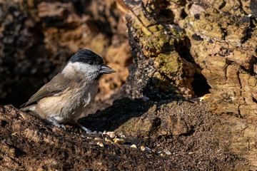 Marsh tit ( Poecile palustris) with seed in beak 
