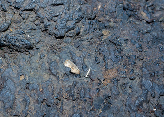 A Clear White Blind Cave Adapted Dipluran Arthropod Valentine Cave in Lava Beds National Monument,...