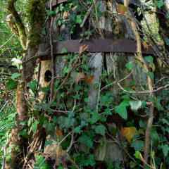 In the undergrowth of the Bugey forests