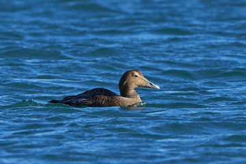 Common eider (Somateria mollissima) in its natural habitat