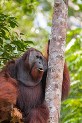 Orangutan from the island of Borneo in its natural habitat