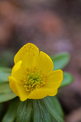 winter aconite