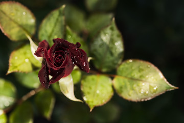 A blossomed rosebud of Black Magic variety in the drops after the rain on a blurry dark natural background. Selective focus.