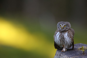 Eurasian Pigmy Owl - Glaucidium passerinum - in a fir grove on sunny spring day
