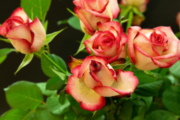 beautiful rose flower