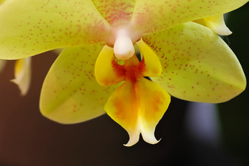 Fototapeta na wymiar orchid flower macro